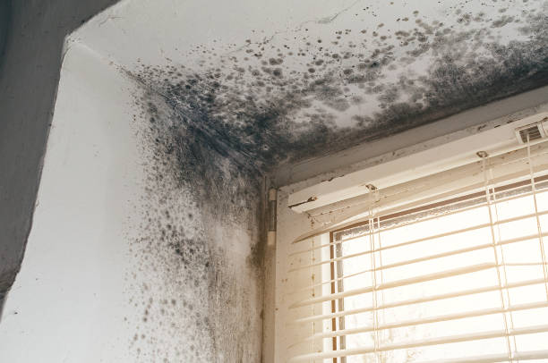 Affordable Mold Remediation solutions in Richland, GA