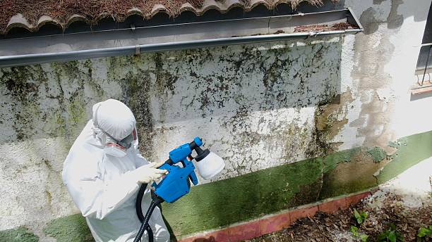 Top rated local Mold Remediation specialists in Richland, GA